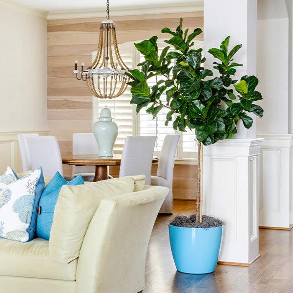 Bambino Fiddle Leaf Fig 3 Bambino Fiddle Leaf Fig