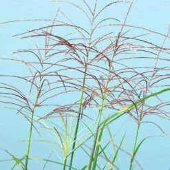 Miscanthus Bandwidth (Chinese Silver Grass) 10 Miscanthus Bandwidth (Chinese Silver Grass) -Nature Garden Store Bandwidth Maiden Grass 2