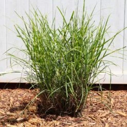 Miscanthus Bandwidth (Chinese Silver Grass) 11 Miscanthus Bandwidth (Chinese Silver Grass) -Nature Garden Store Bandwidth Maiden Grass 4