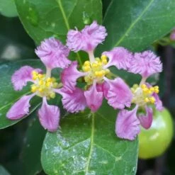 Barbados 'Acerola' Cherry -Nature Garden Store Barbadoes Cherry 1