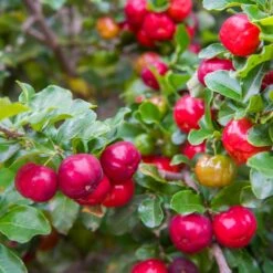 Barbados 'Acerola' Cherry -Nature Garden Store Barbadoes Cherry 2 FGT