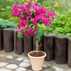 Barbara Karst Bougainvillea -Nature Garden Store Barbera Karst Bougainvillea 2 FGT d3e6d740 b572 4723 a5c8 00a17a4aa767