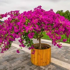 Barbara Karst Bougainvillea -Nature Garden Store Barbera Karst Bougainvillea 5 f4868c53 9510 4e18 9d90 9065f6de5bb5