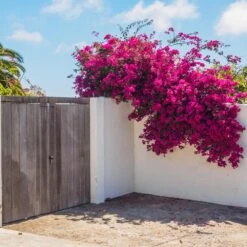 Barbara Karst Bougainvillea -Nature Garden Store Barbera Karst Bougainvillea 6 c383ecd8 4080 408c 9662 c67fa8114574