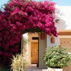 Barbara Karst Bougainvillea -Nature Garden Store Barbera Karst Bougainvillea 9 f609a9e0 2c3a 435b b6e7 05bbc8e5e7c8