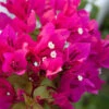 Barbara Karst Bougainvillea -Nature Garden Store Barbera Karst Bougainvillea FGT 600x600 0df72a01 a827 4b46 985b 0296e921eb86