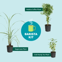 Sugar Cane -Nature Garden Store Barista Kit Graphic f298d41d 128a 4dc2 a461 78b7808929c2