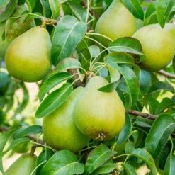 3-in-1 Pear Surprise Tree 9 3-in-1 Pear Surprise Tree -Nature Garden Store Bartlett Pear 3 BB cffe79ad 8c4e 4fb5 b06a af3499a19721