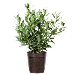 Bay Laurel -Nature Garden Store Bay Laurel 3G Delilah Brown pot