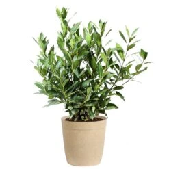 Bay Laurel -Nature Garden Store Bay Laurel 3G Delilah Tan pot