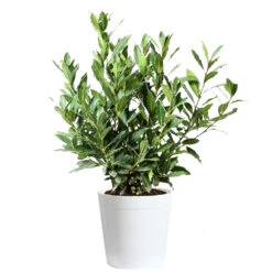 Bay Laurel -Nature Garden Store Bay Laurel 3G Delilah White pot