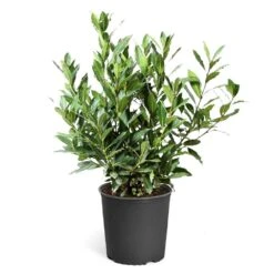 Bay Laurel -Nature Garden Store Bay Laurel 3G standard pot