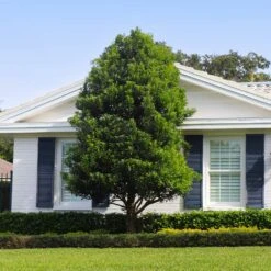 Bay Laurel -Nature Garden Store Bay Laurel Shrub FGT 4 4fc2d6b2 8cf4 4dcb 83d8 7a36a4f2402f