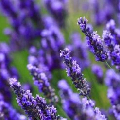 Big Time Blue Lavender 11 Big Time Blue Lavender -Nature Garden Store Big Time Blue Lavender 450 D2