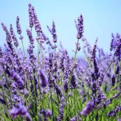 Big Time Blue Lavender