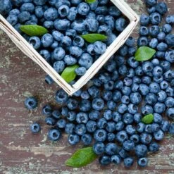 Biloxi Blueberry Bush -Nature Garden Store Biloxi Blueberry 1