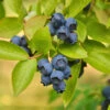 Biloxi Blueberry Bush -Nature Garden Store Biloxi Blueberry 600x600 9b2d6c1b b8be 4f97 beef aefdfd737345