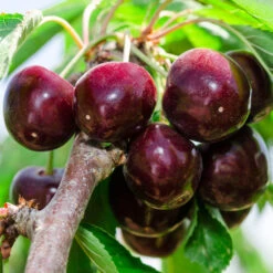 Cherry Pollinator Pack -Nature Garden Store Bing Cherry Tree 2 BB