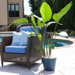 Bird Of Paradise - Orange 12 Bird Of Paradise - Orange -Nature Garden Store Bird of Paradise 5 FGT