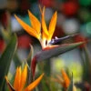 Bird Of Paradise - Orange -Nature Garden Store Bird of Paradise FGT 600x600 45c0b3af 61f2 4c68 bd5b 0a844cfb7027