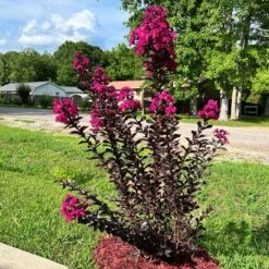 Black Diamond® Crape Myrtle - Mystic Magenta™ -Nature Garden Store Black Diamon Magestic magenta Crape Myrtle31
