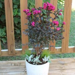 Black Diamond® Crape Myrtle - Mystic Magenta™ -Nature Garden Store Black Diamon Magestic magenta Crape Myrtle 1
