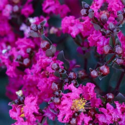 Black DiamondĀ® Crape Myrtle - Mystic Magentaā¢