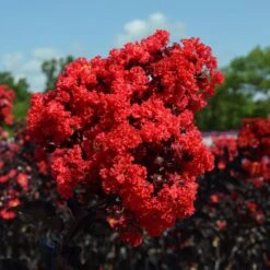 Black Diamond® Crape Myrtle - Best Red™ -Nature Garden Store Black Diamond Crape Myrtle 3 FGT