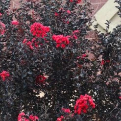 Black Diamond® Crape Myrtle - Best Red™ -Nature Garden Store Black Diamond Crape Myrtle 6 FGT