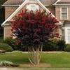 Black Diamond® Crape Myrtle - Best Red™ -Nature Garden Store Black Diamond Crape Myrtle FGT 600x600 ebd6e947 06c8 47e3 8d58 bdd0b8f08ce1