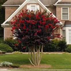 Black DiamondĀ® Crape Myrtle - Best Redā¢