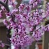 Black Pearl™ Redbud Tree -Nature Garden Store Black Pearl Redbud Tree 350 Thumb 9eb186b3 173d 4fb3 a56d f2317de1acff