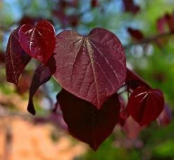 Black Pearl™ Redbud Tree -Nature Garden Store Black Pearl Redbud Tree 450 D1