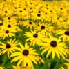 Goldsturm Black-Eyed Susan 1 Goldsturm Black-Eyed Susan -Nature Garden Store Black eyed susan FGT 600x600 5fc5fa90 ed69 40ca 80f8 1dc960e2fcde