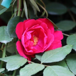 Blaze Improved Climbing Rose -Nature Garden Store Blaze Improved Rose 3 FGT