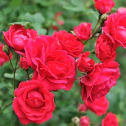 Blaze Improved Climbing Rose -Nature Garden Store Blaze Improved Rose 5 FGT