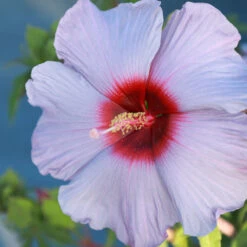 Summer Spice® Hardy Hibiscus Bleu Brulee™ -Nature Garden Store Bleu Brulee Hibiscus 1