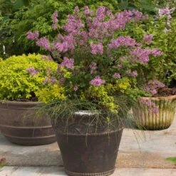 Bloomerang® Lilac Shrub 14 Bloomerang® Lilac Shrub -Nature Garden Store Bloomerang Lilac Shrub 1