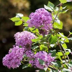 Bloomerang® Lilac Shrub 12 Bloomerang® Lilac Shrub -Nature Garden Store Bloomerang Lilac Shrub 2