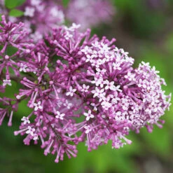 Bloomerang® Lilac Tree -Nature Garden Store Bloomerang Lilac Shrub 5 FGT 0736f998 d271 49c8 b6f9 c5a804ca9df7