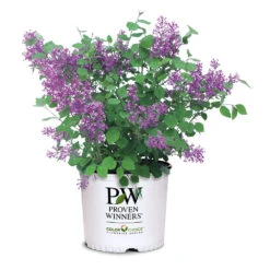 Bloomerang® Lilac Shrub 15 Bloomerang® Lilac Shrub -Nature Garden Store Bloomerang Lilac Shrub 7 3G