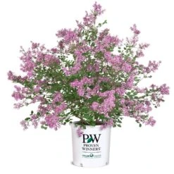 Bloomerang® Lilac Shrub 16 Bloomerang® Lilac Shrub -Nature Garden Store Bloomerang Lilac Shrub 8 5G