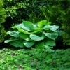 Blue Angel Hosta Plant -Nature Garden Store Blue Angel Hosta 600x600 c349caf2 e25e 4262 96b4 e4d84f0e56db