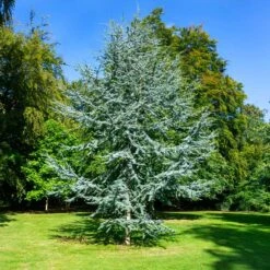 Blue Atlas Cedar Tree -Nature Garden Store Blue Atlas Cedar 2