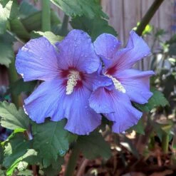 Azurri Blue Satin® Rose Of Sharon Althea Tree -Nature Garden Store Blue Satin Rose Of Sharon Tree 2