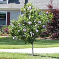 Azurri Blue Satin® Rose Of Sharon Althea Tree -Nature Garden Store Blue Satin Rose Of Sharon Tree 3 44946843 a3ea 4054 b02e a6db3052ceb9