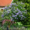 Azurri Blue Satin® Rose Of Sharon Althea Tree 1 Azurri Blue Satin® Rose Of Sharon Althea Tree -Nature Garden Store Blue Satin Rose Of Sharon Tree 600x600 60de359b badf 4160 8f5d 202267acab41