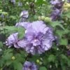 Blueberry Smoothie™ Rose Of Sharon Althea Tree -Nature Garden Store Blueberry Smoothie Althea 350