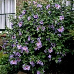 Bluebird Rose Of Sharon Hibiscus Shrub -Nature Garden Store Bluebird Hibiscus 2