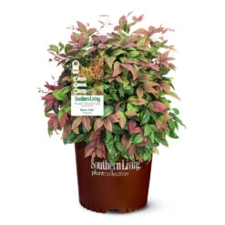 Blush Pink™ Nandina Shrub 13 Blush Pink™ Nandina Shrub -Nature Garden Store Blush Pink Nandina 6